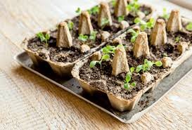 Biodegradable Pot